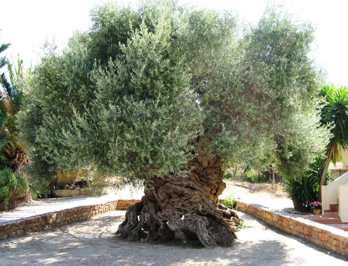 olive tree